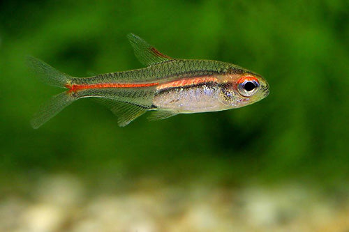 Glowlight Tetra (Hemigrammus erythrozonus)