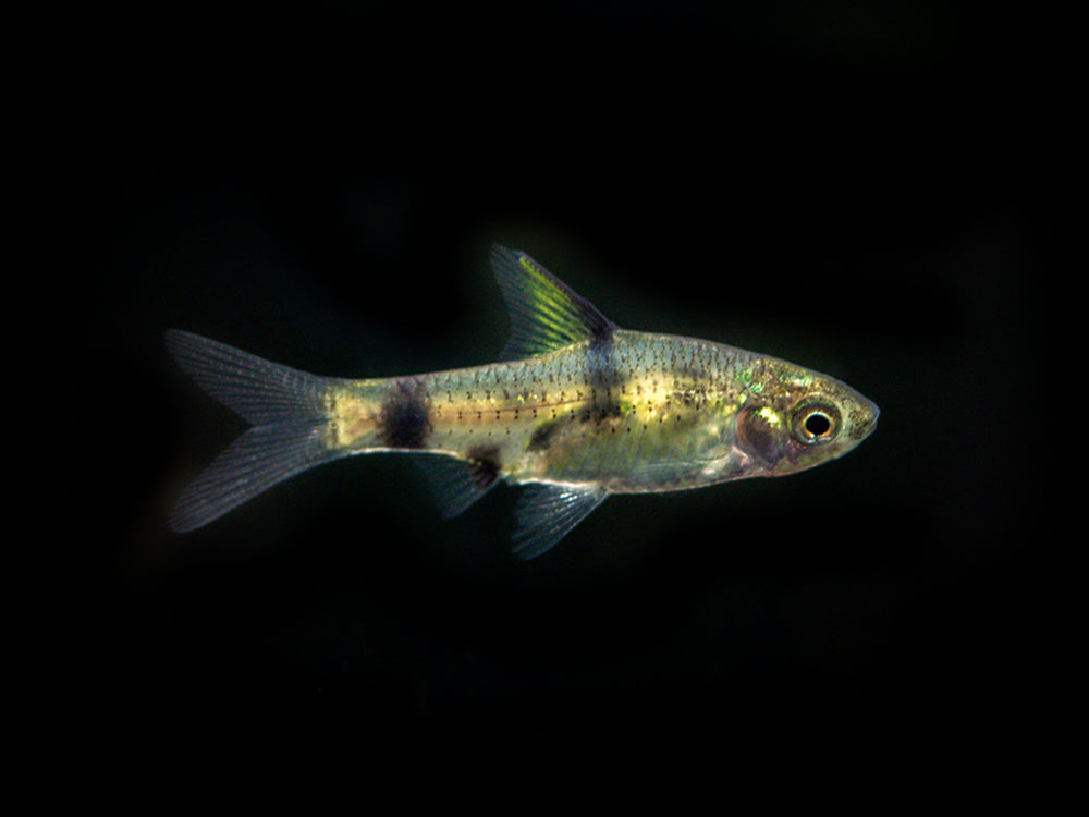 Golden Dwarf Barb (Pethia gelius) * WILD *