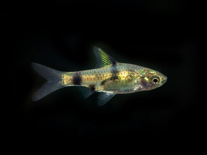 Golden Dwarf Barb (Pethia gelius) * WILD *