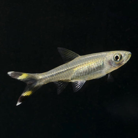 Scissortail rasbora (Rasbora trilineata) * WILD *