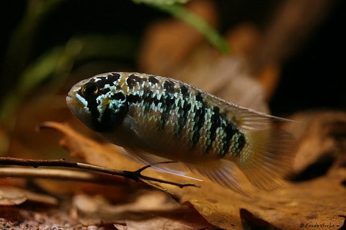 Ivanacara Adoketa (WIld)