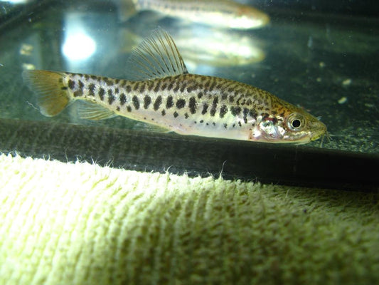 Inle loach (Yunnanilus brevis) *WILD*