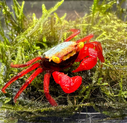 Rainbow Vampire Crab (Geosesarma rouxi)