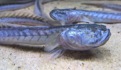 Violet Goby (Gobioides broussonnetii)