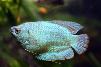 Sky Blue Dwarf Gourami