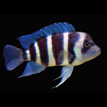 Cyphotilapia frontosa