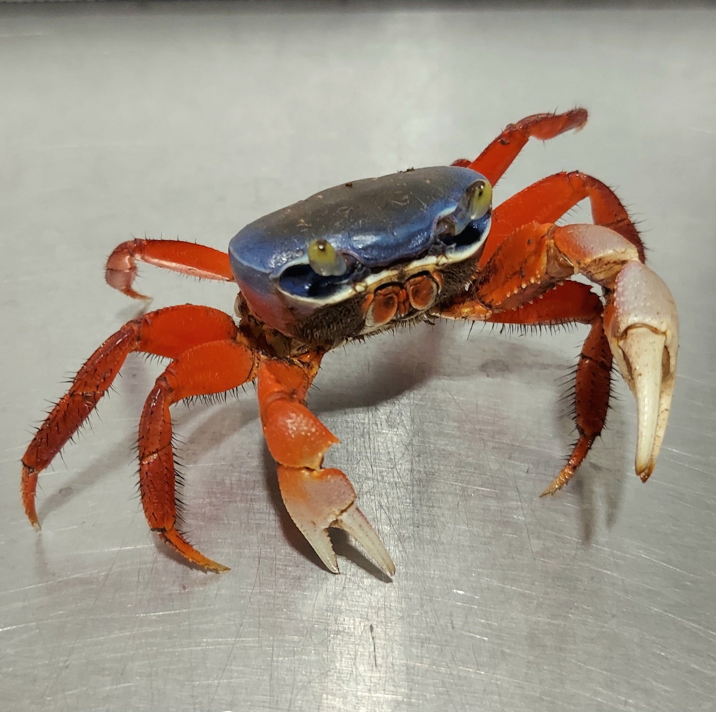 Rainbow Crab (Cardisoma armatum)