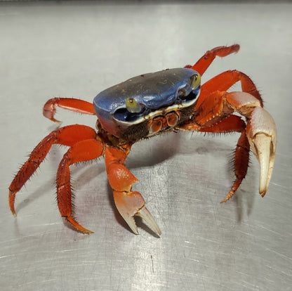 Rainbow Crab (Cardisoma armatum)
