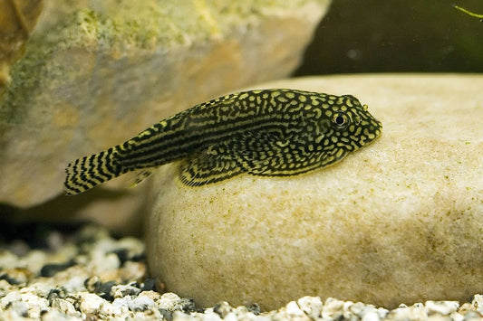 Hillstream Loach (Sewellia lineolata) * WILD *