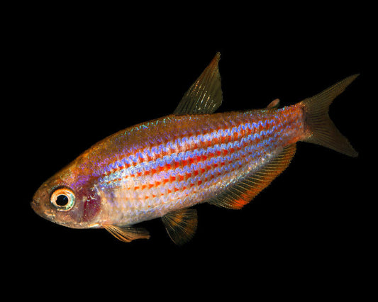 Scratched Inpa Tetra (Inpaichthys parauapiranga)
