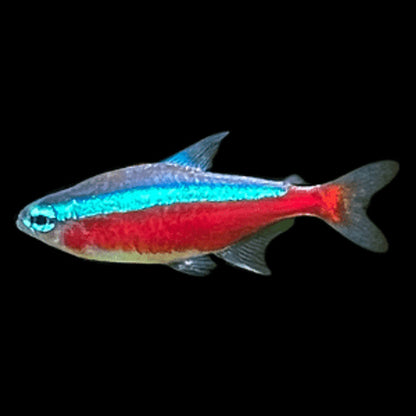 Cardinal Tetra (Paracheirodon axelrodi))