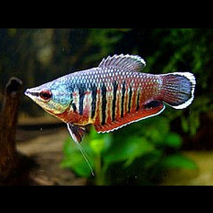 Samurai Gourami (Sphaerichthys vaillanti)