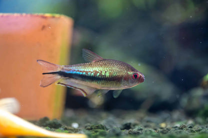 Rainbow emperor tetras