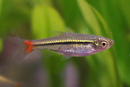 Blackline rasbora (Rasbora borapetensis) * WILD *