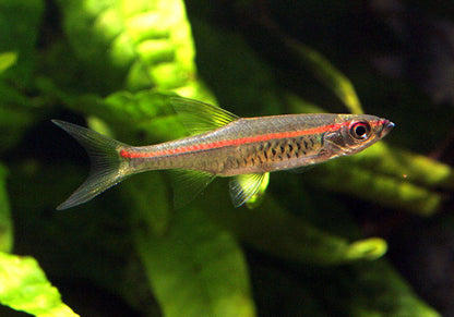 Red stripe rasbora (Rasbora pauciperforata) * WILD *