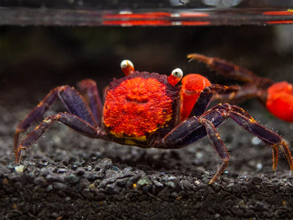 Red Devil Crab (Geosesarma hagen)
