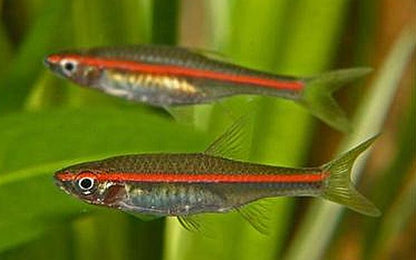 Red stripe rasbora (Rasbora pauciperforata) * WILD *