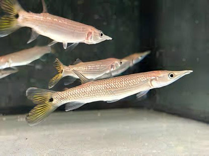 Rocket Gar (Ctenolucius hujeta)