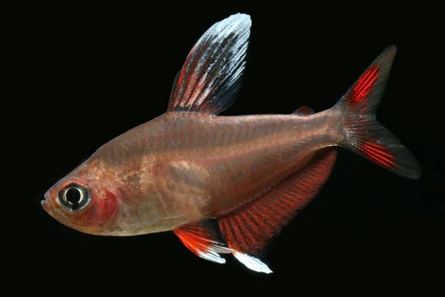 Rosy Tetra (Hyphessobrycon rosaceus)