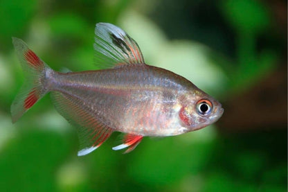 Rosy Tetra (Hyphessobrycon rosaceus)