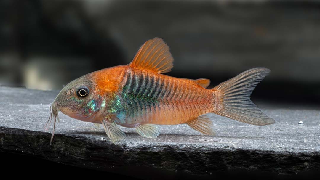 Corydoras venezuelanus