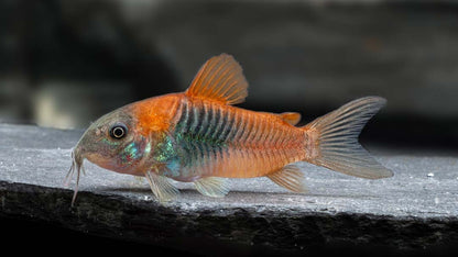 Corydoras venezuelanus