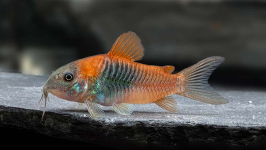 Corydoras venezuelanus
