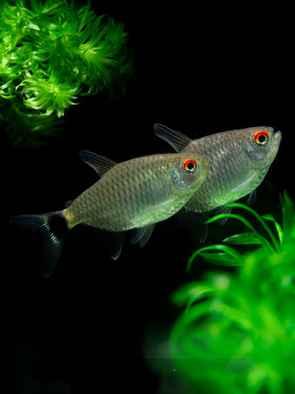 Red eye Tetras (Moenkhausia sanctaefilomenae)