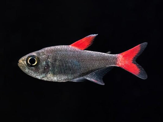 Eilyos tetras (Hyphessobrycon Eilyos)