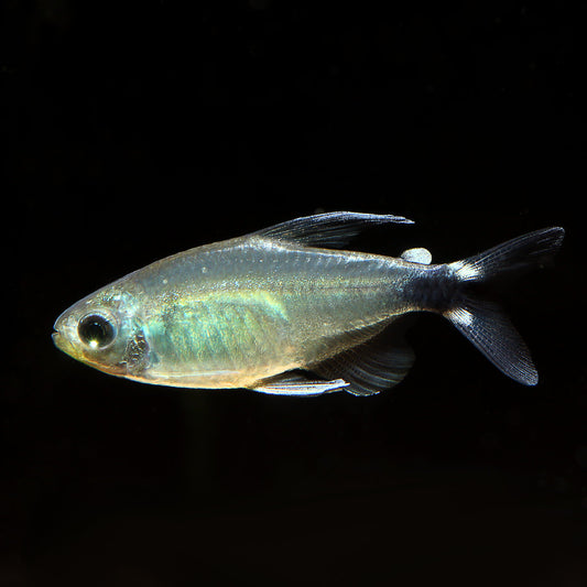 Reed Tetras (Hyphessobrycon elachys)