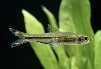 Scissortail rasbora (Rasbora trilineata) * WILD *