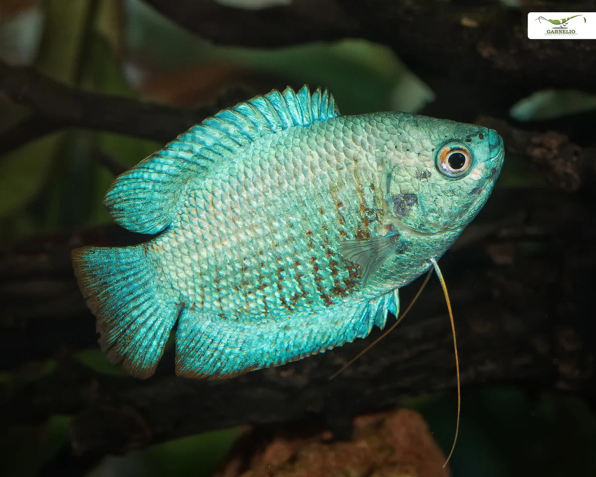 Sky Blue Dwarf Gourami
