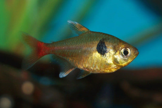 Yellow Phantom Tetra (Hyphessobrycon roseus)