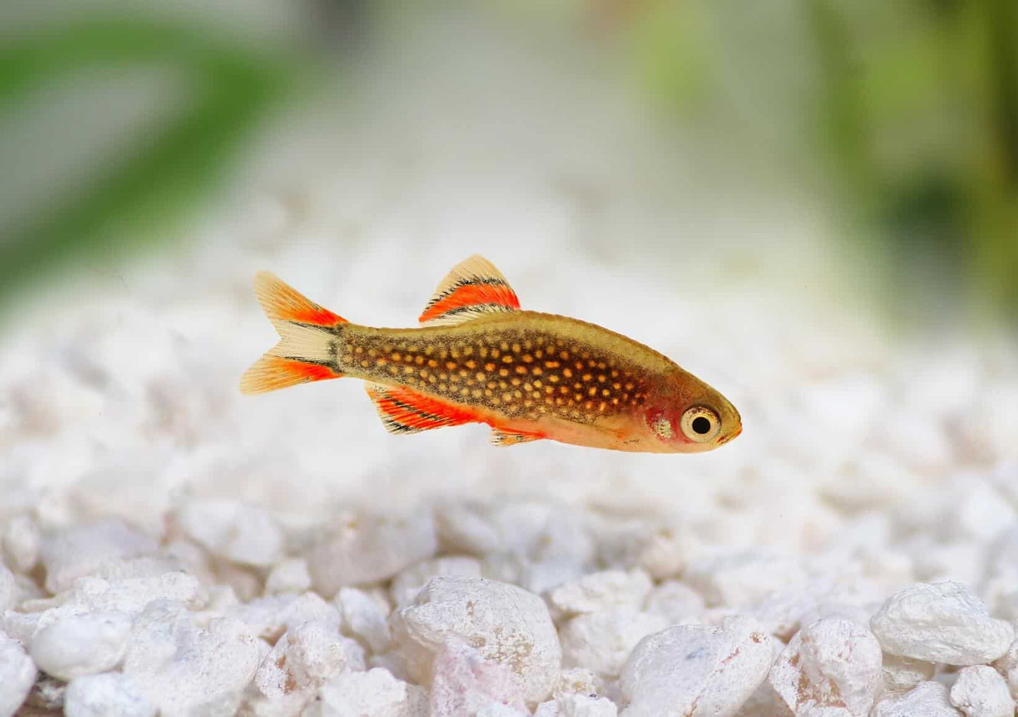 Galaxy Rasbora