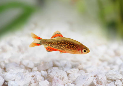 Galaxy Rasbora