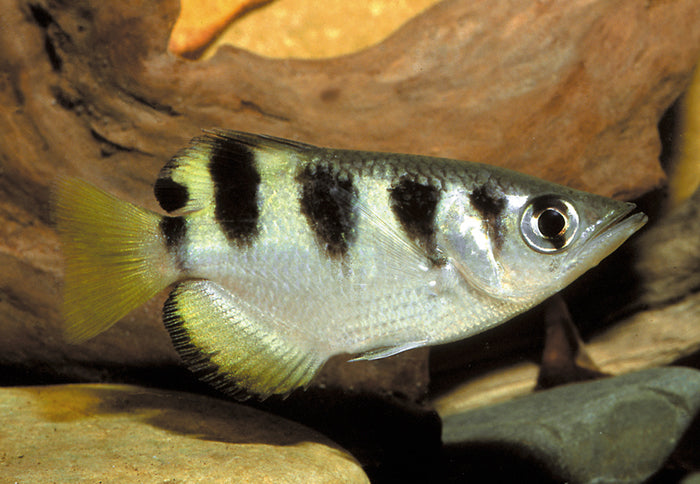 Banded Archerfish (Toxotes jaculatrix)  *WILD*