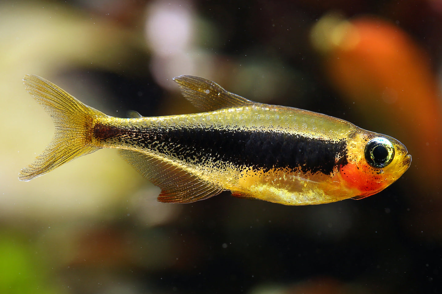 Toucan Tetra (Tucanoichthys tucano) * WILD *