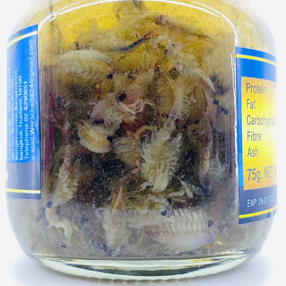 UHT Fairy Shrimp - 75g (Bottled)