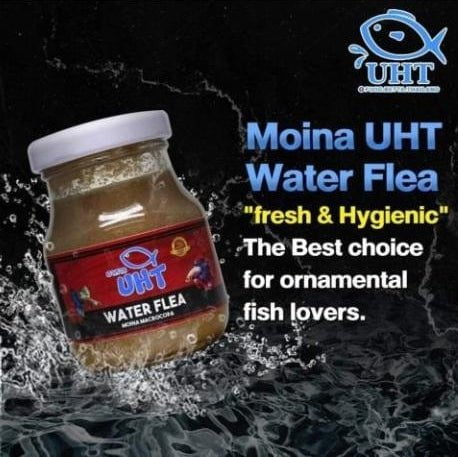 UHT Water Flea / Moina Macrocopa - 75g (Bottled)