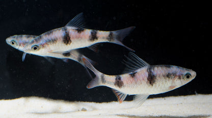 Arulius barb (Dawkinsia tambraparniei) * WILD *