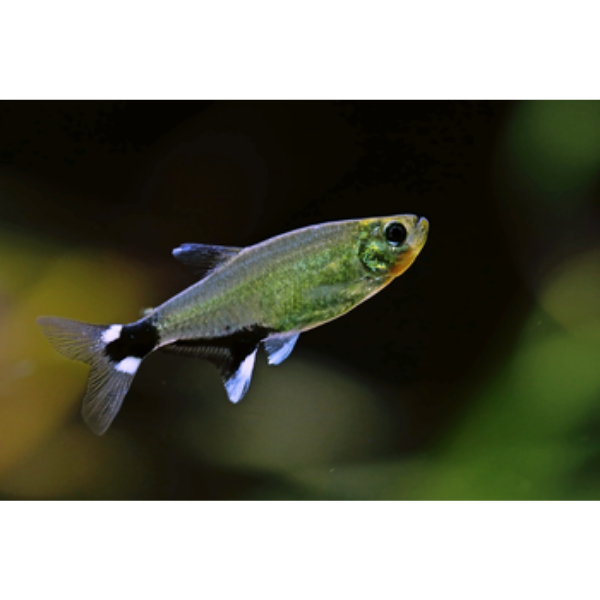 Dawn Tetra (Aphyocharax paraguayensis)