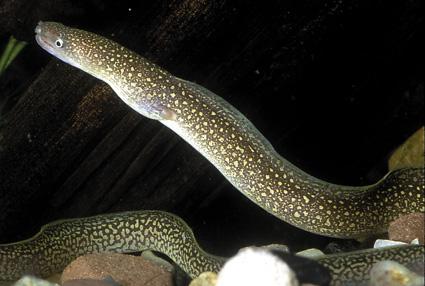 Indian Mud Moray eel (Gymnothorax tile) *WILD*