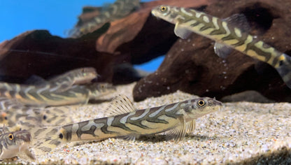 Zodiac AKA Batik Loach (Mesonoemacheilus triangularis)