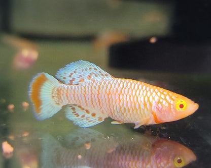 Nothobranchius foerschi x 1 and Albino Rainbow Notho x 1