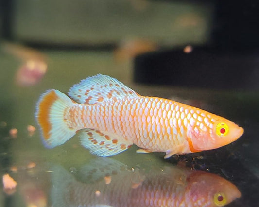 Albino Rainbow Notho pair (Nothobranchius rachovii)