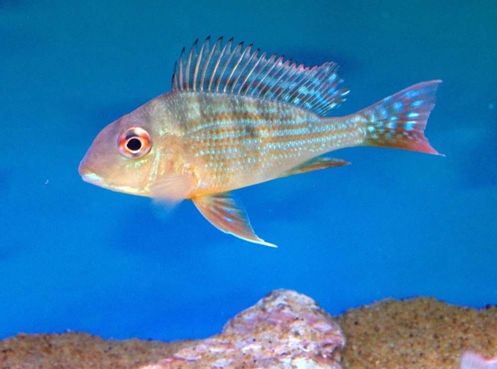 Altifron Eartheater (Geophagus altifrons)