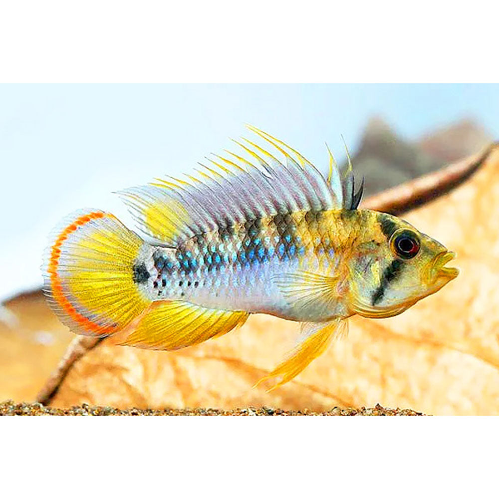 Apistogramma baenschi