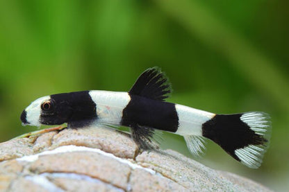 Panda Loach (yaoshania pachychilus)