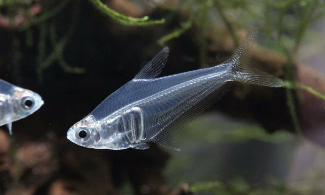 Mountain Crystal Tetra (Protocheirodon pi) * WILD *