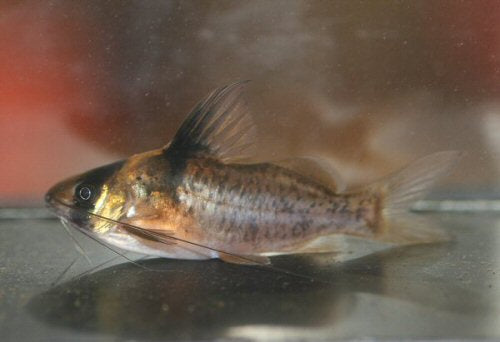 Brachyrhamdia imitator  * WILD *